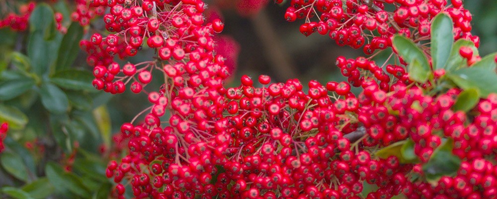Week 43 red coupon