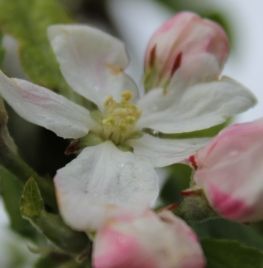 appelboom in bloei