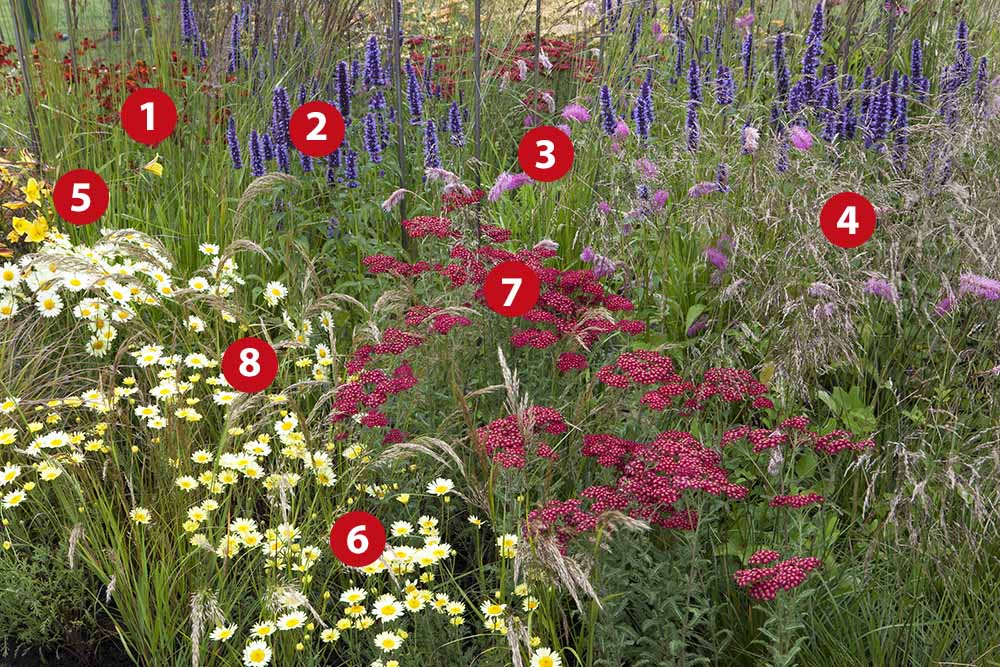 Natuurlijke border beplantingsplan Groei & Bloei