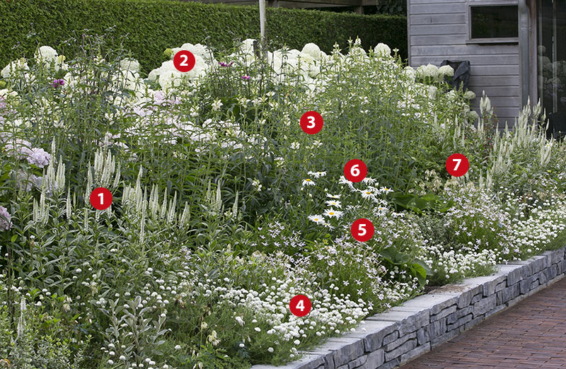 Banket getuige Overgang Beplantingsplan voor witte border met o.a. hortensia