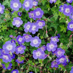 Geranium 'Rozanne'
