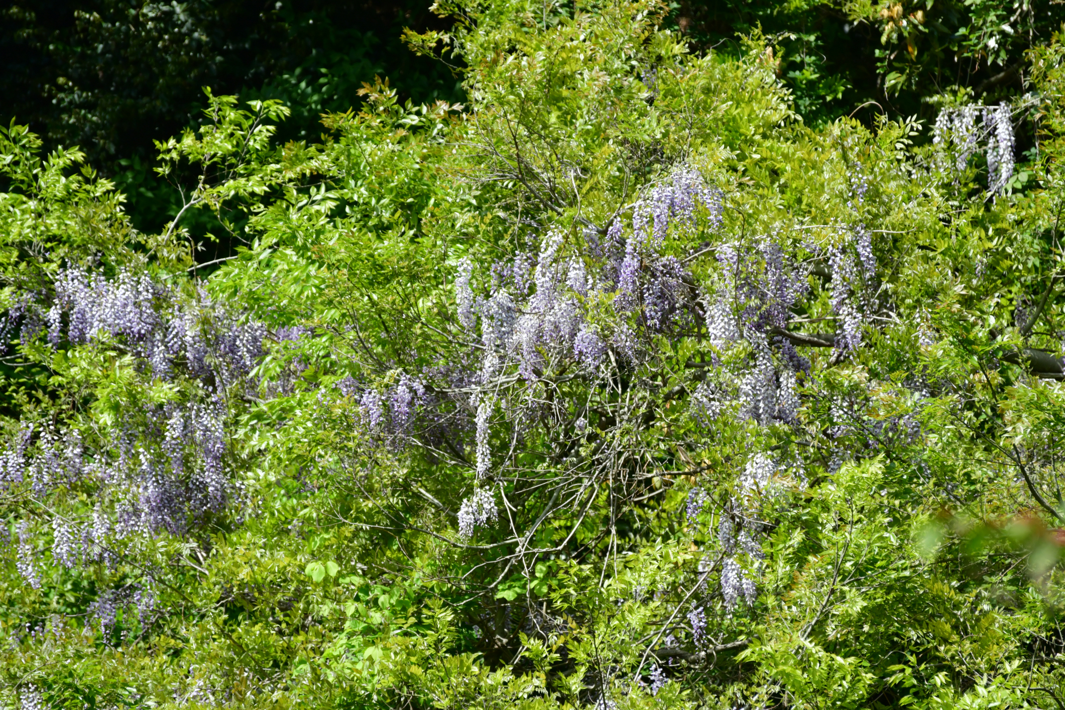 blauwe regen verplaatsen wanneer wisteria snoeien gallery of witte regen with wisteria blauwe regen verplaatsen wanneer wisteria snoeien gallery of witte regen with wisteria