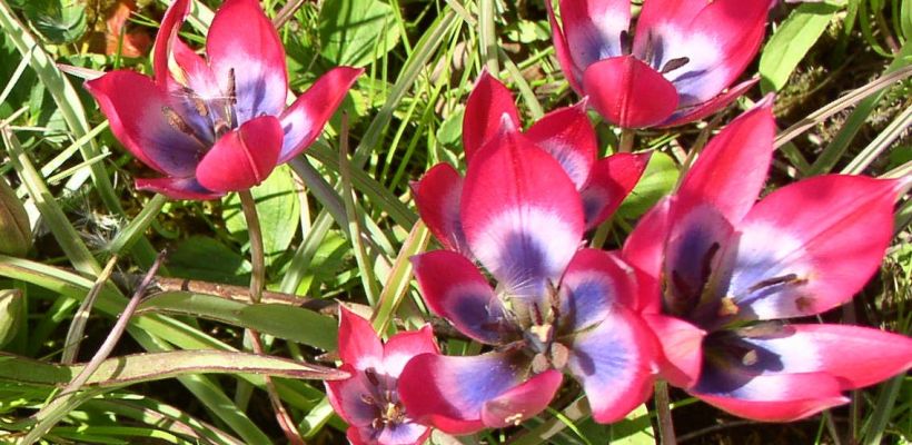 2022 week 17 2 Reacties: Tulipa Little Beauty