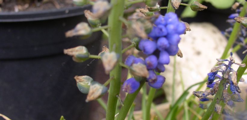 Week 17 2021: zaad blauwe druifjes, bolletjes vogeltje op de kruk, anemoon en tulpen, regen