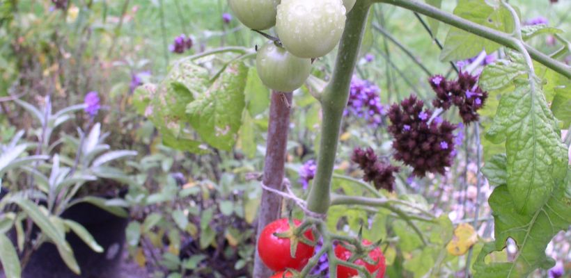Week 33 2021: tomaten cyclamen zomerbloemen en -beestjes