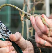 Wanneer en hoe snoei je een appelboom of perenboom?