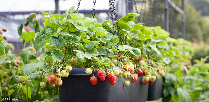 Aardbeien kweken in een pot