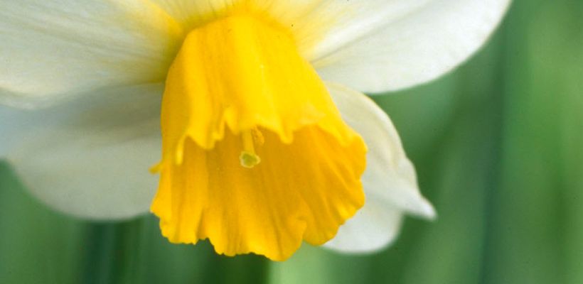 Narcissus (Cyclamineus-groep) ‘Jack Snipe’