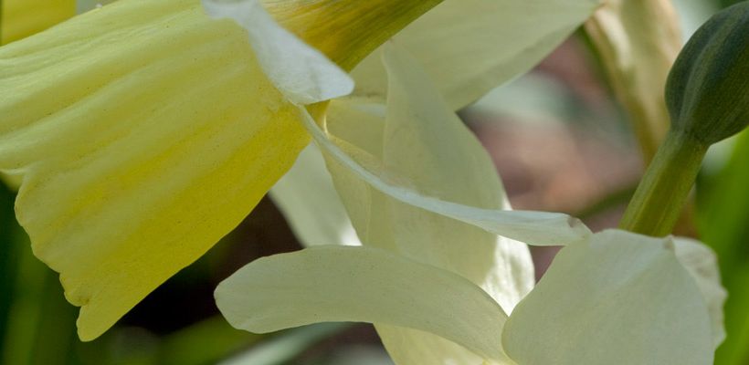 Narcissus (Triandrus-groep) ‘Dutch Lemon Drops’