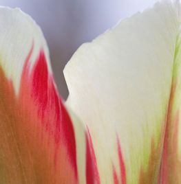 Tulipa ‘Flaming Spring Green’