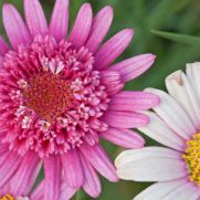 Argyranthemum frutescens ‘Summer Pink’