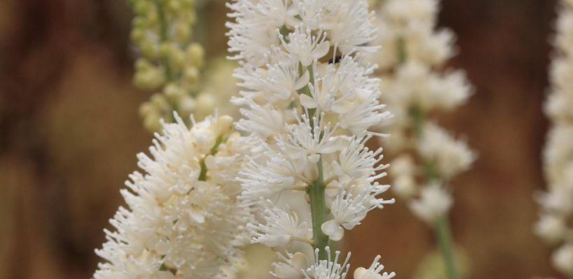 Actaea simplex ‘White Pearl’
