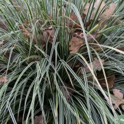 Carex oshimensis ‘Fiwhite’ (EVEREST’)