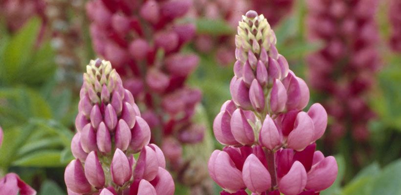 Lupinus ‘Gallery Red’