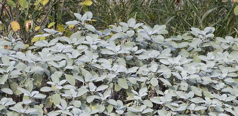 Salvia officinalis ‘Berggarten’
