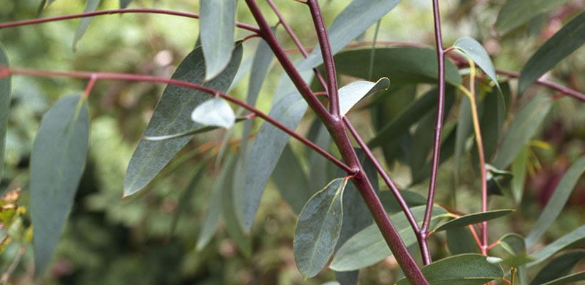Eucalyptus pauciflora ssp. debeuzevillei