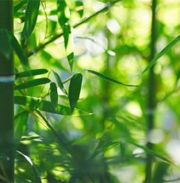 Bamboe opsnoeien