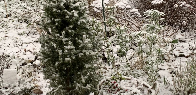 Eerste sneeuw- anemoon al in knop