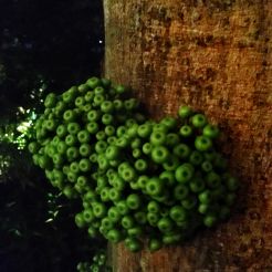 Ficus variegata1