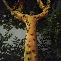 Ficus variegata 2