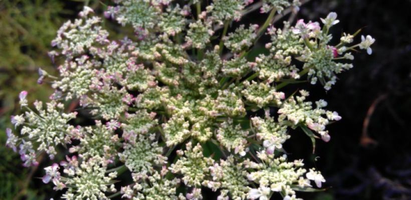 Schermbloemen Daucus carot ‘Dara’ en Orlaya grandiflora