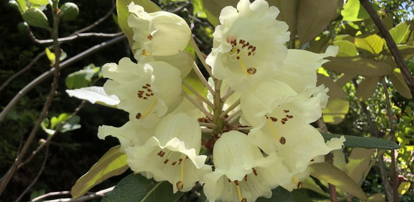Reusachtige Rhododendron - Blik op de Tuin week 24 2020
