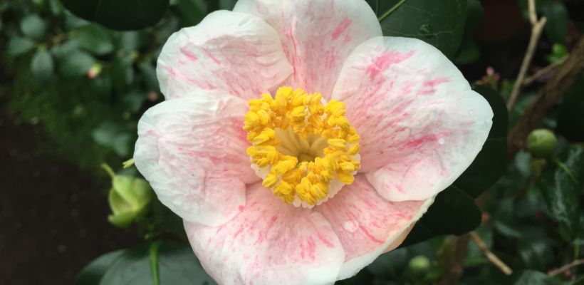 Keulse Camellia - Blik op de Tuin no. 836