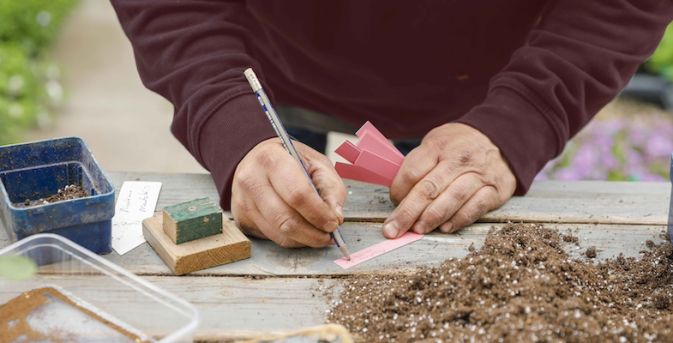 Koudekiemers zaaien in de winter – zo werkt het