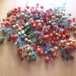 Laatste tomaten