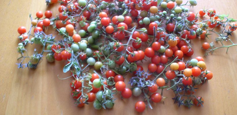 Volkstuin week 41 2020: tomaat op de volkstuin en in pot