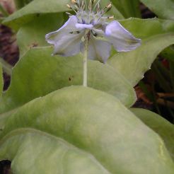Nigella zonder bladkraag onder de bloem