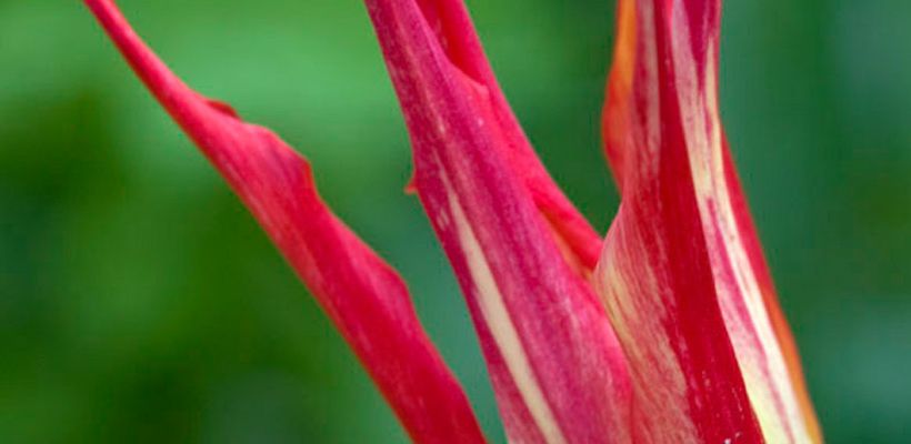 Tulipa acuminata